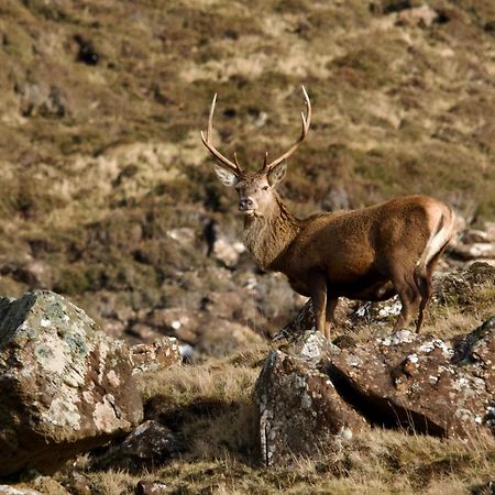 Normanns Ruh Villa Ballygown Exteriör bild