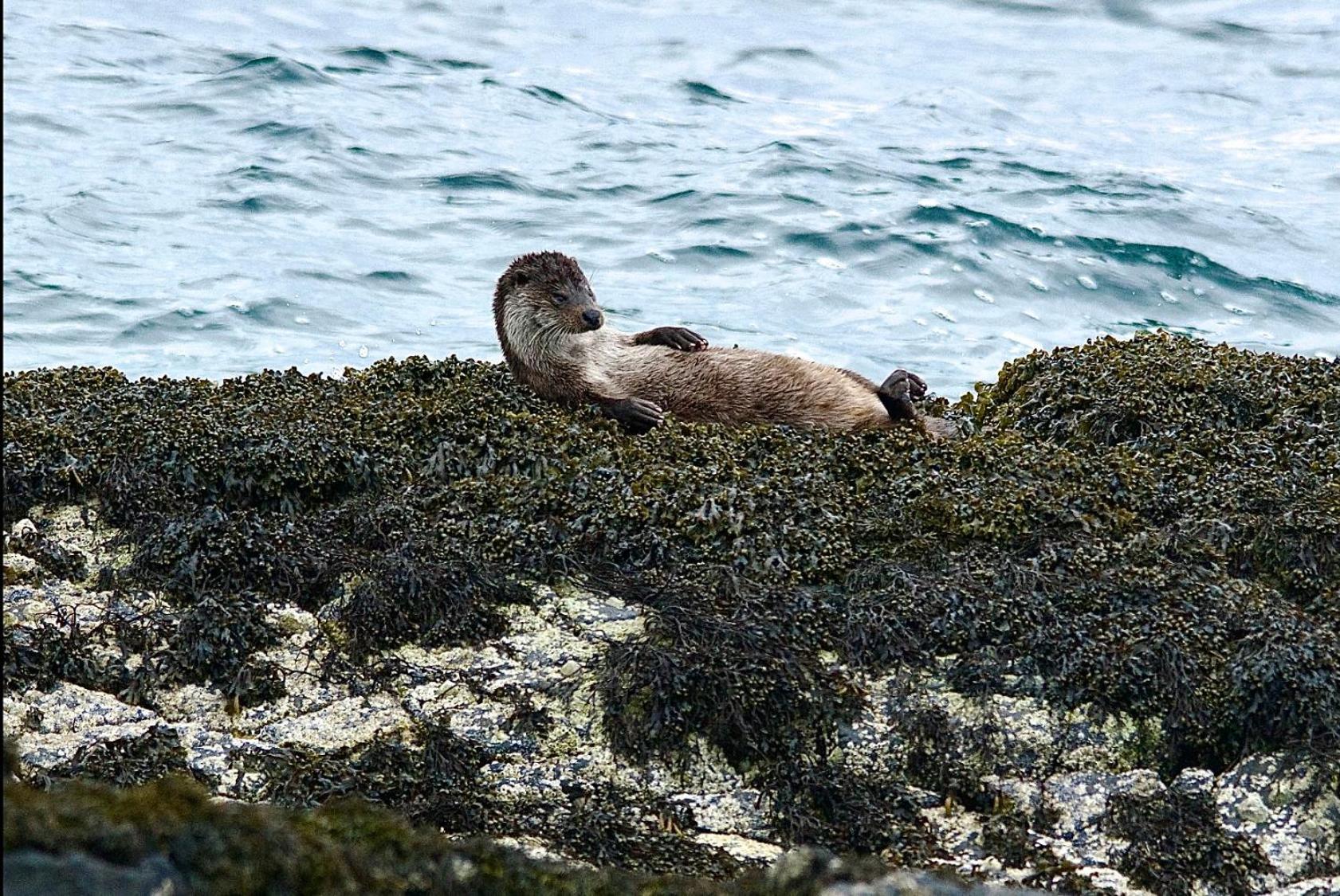 Normanns Ruh Villa Ballygown Exteriör bild